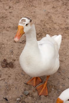 goose 