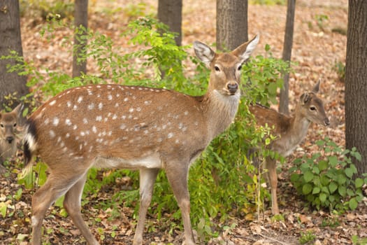 child of the red deer in wood . Bandhavgarh. India. 