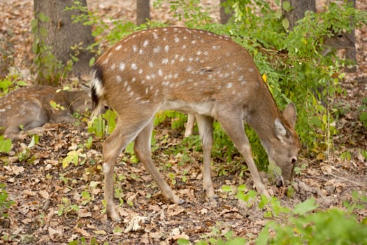 child of the red deer in wood . Bandhavgarh. India. 