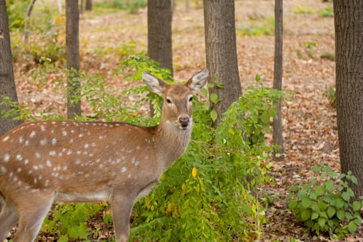 child of the red deer in wood . Bandhavgarh. India. 