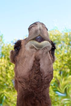 Portrait of camel