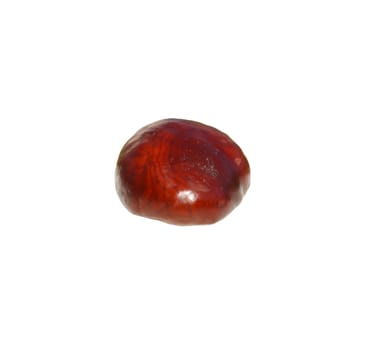 a chestnut with a white background