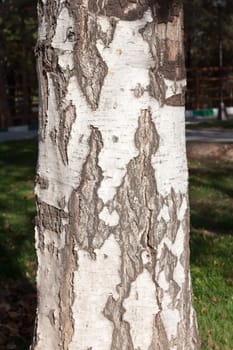 Artistic wooden texture of aged birch tree 