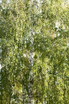 birch by autumn