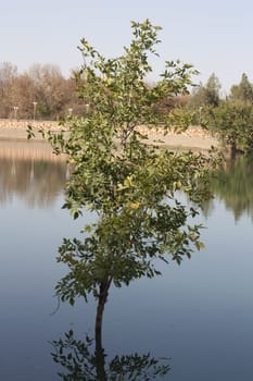 Tree in Lake