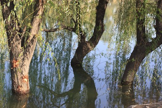 three trees in the water. willow