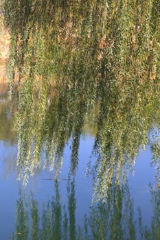 willow in the background