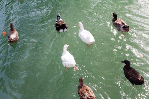 geese swim away