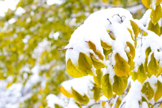 Autumn time: yellow leaves on white snow 