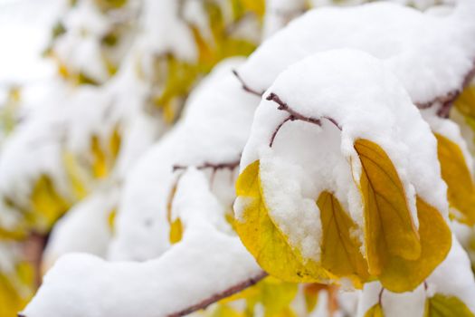 Autumn time: yellow leaves on white snow 