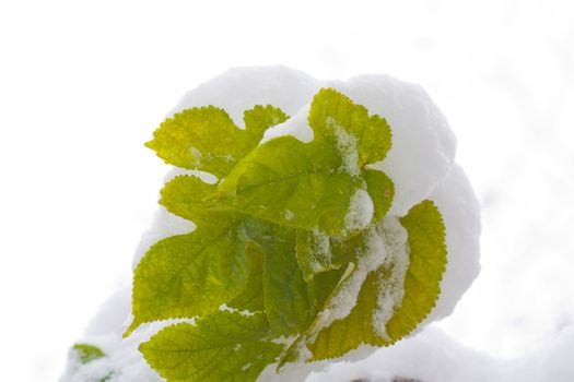 Autumn time: yellow leaves on white snow 