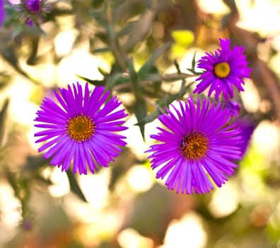 purple chrysanthemums