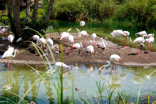 Bathing Flamingoes