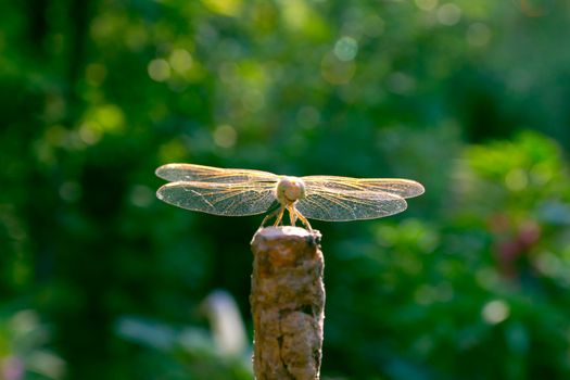 dragonfly wings focus on