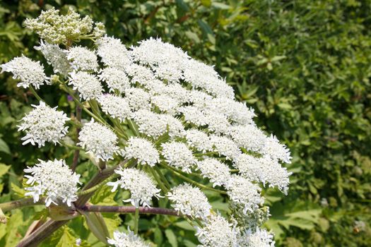 Giant Hogweed (Heracleum Mentagazzanium), aka Cow Parship