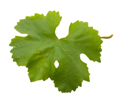 grape leaf on a white background