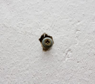 screw in a white wall