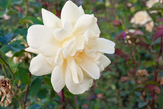 white rose with wet petals 