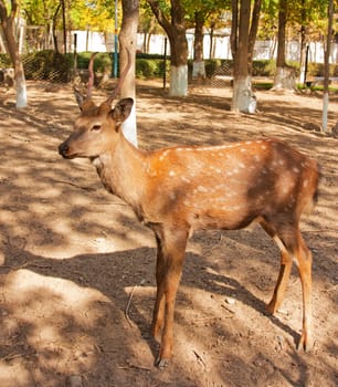 antelope 