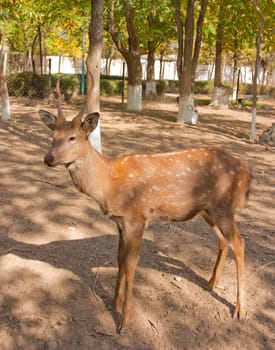 antelope