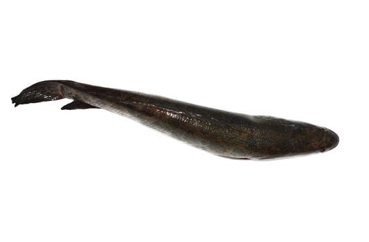 snakehead