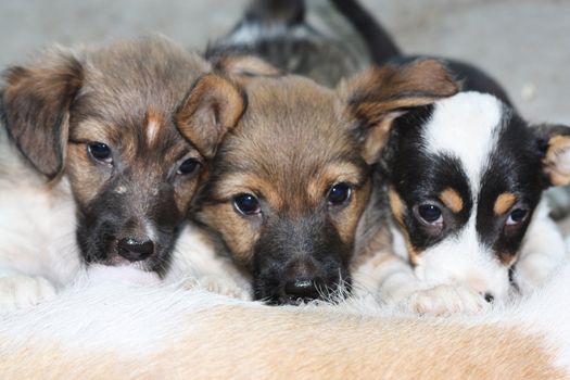 three puppies suckle tit