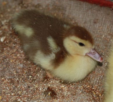 Duckling 