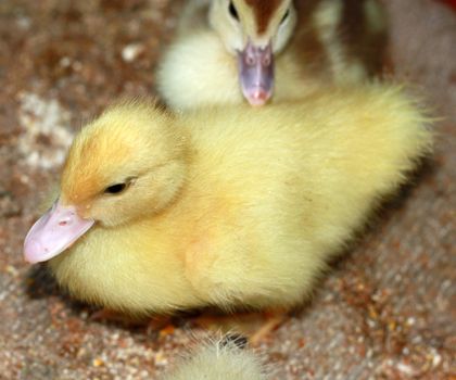 yellow feathery duckling