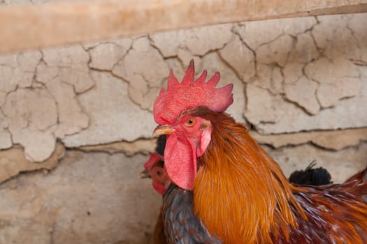 Fine looking rooster portrait 