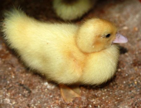 yellow feathery duckling