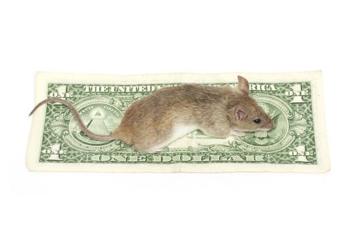 mouse and the dollar on a white background