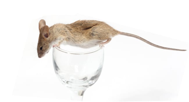 Mouse in a crystal glass