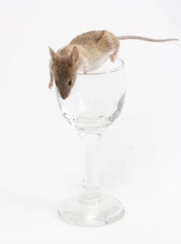 Mouse in a crystal glass