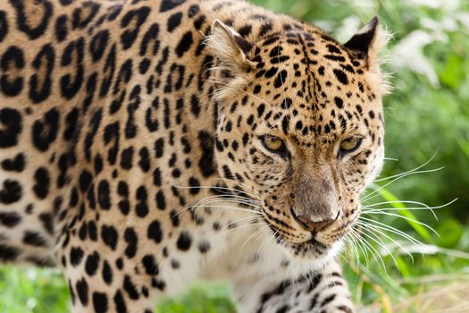 Head Shot of Amur Leopard Stalking Forwards Panthera Pardus Orientalis