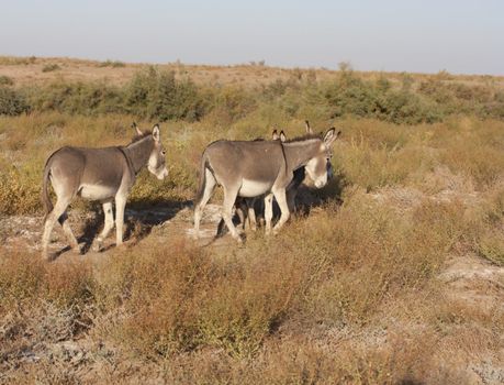 pack donkeys run