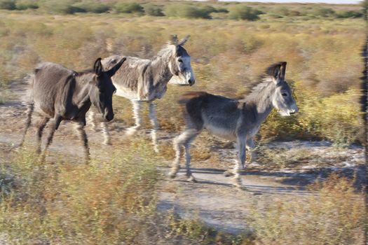 donkeys run