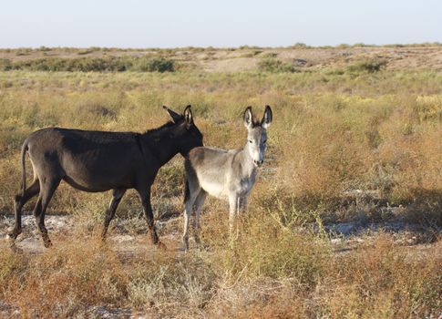 Two donkeys, mother and a cub standing in green surrounding looking at the camera. 