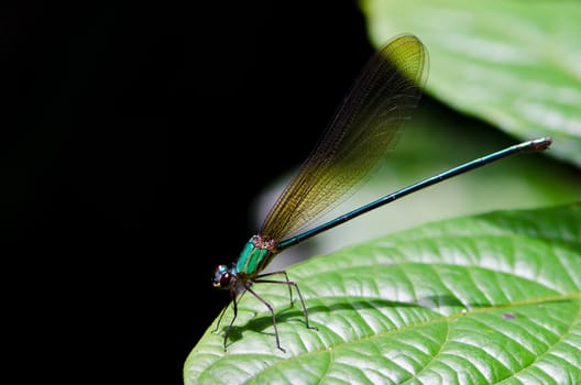 Macro of female damselfly (calopteryx virgo) on leaf