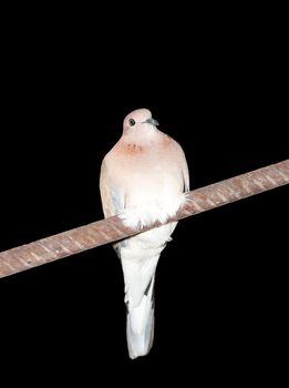  dove on a black background