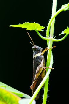 Closeup view of the grasshopper on the leaf.