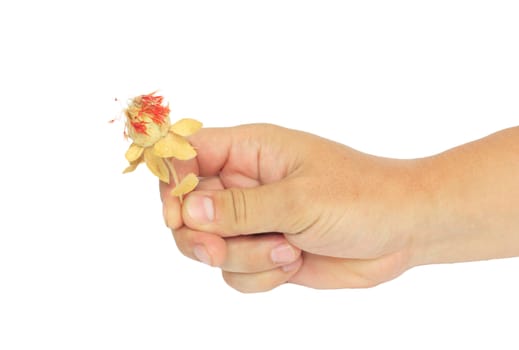 Hand with dried flower on a white background