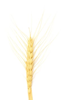 wheat isolated on white 