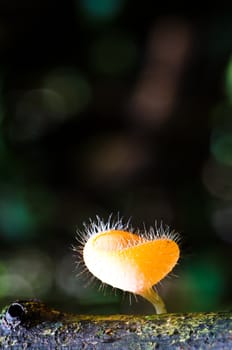 Cookeina tricholoma Mushroom  have a deep, cup-shaped,  in the tropical rainforest