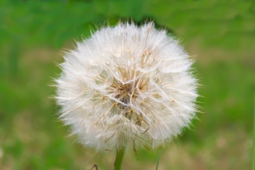 Dandelion over green outdoor background 