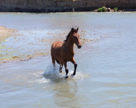 Palamino horse on the gulf in the sunset 