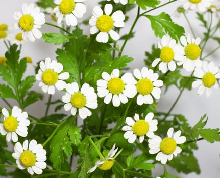 Camomile 