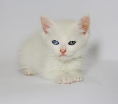 Cute white kitten with blue eyes on white background 