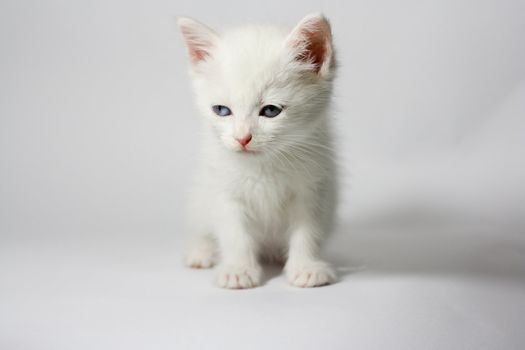 white kitten