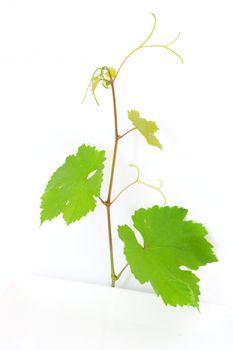 Branch with grape leaves 