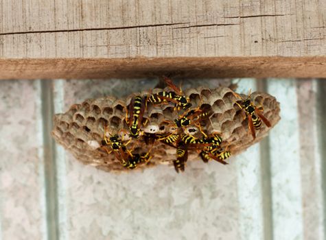 Honeybees on a comb 